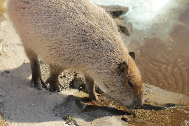210223_Capybara.jpg