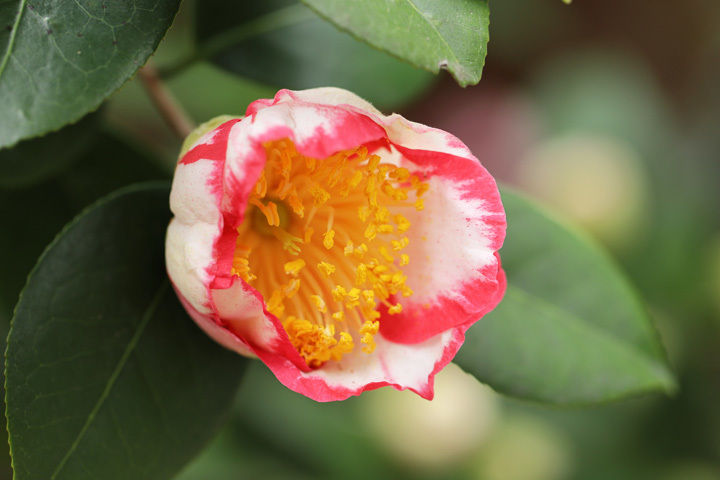 210304_Camellia-japonica.jpg