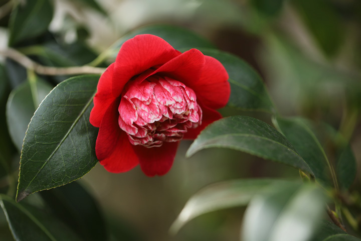 210304_Red-Camellia.jpg