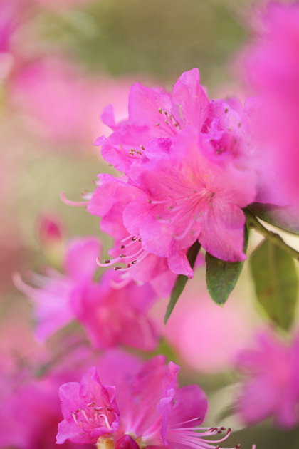 210315_Rhododendron-Yoshino.jpg