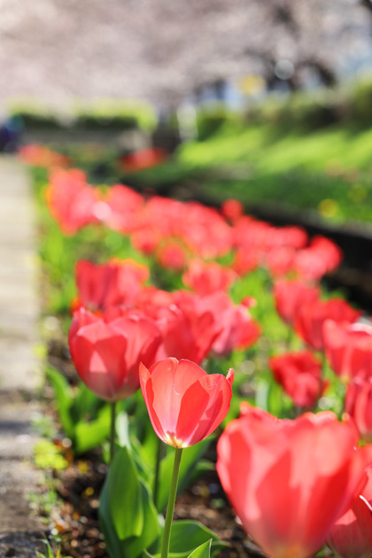 210326_Red-Tulips.jpg