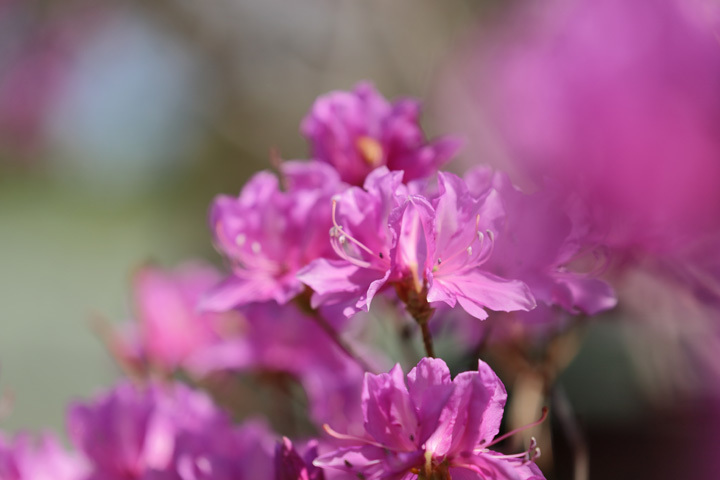 210326_Rhododendron-dilatatum.jpg