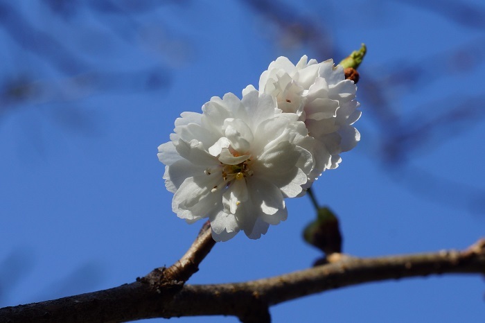 大阪冬桜２021