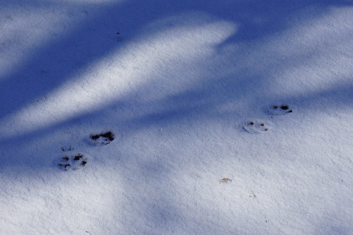 雪と足跡2