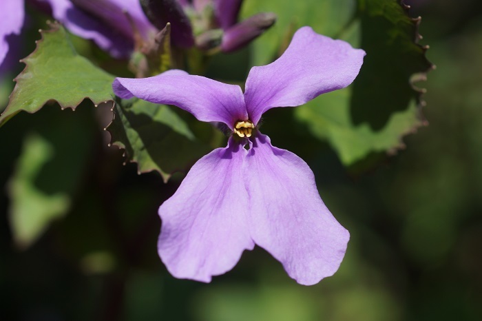 紫花菜032