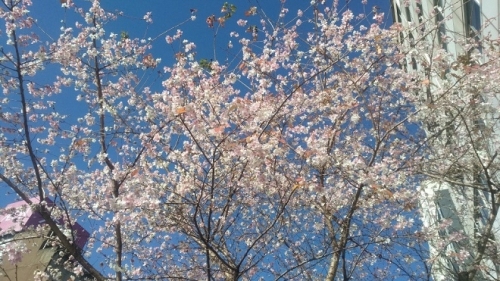 アップ桜