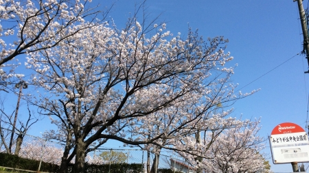 20200404_Sakura-Midorigaoka-04.jpg
