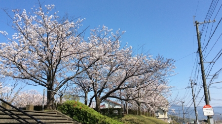 20200404_Sakura-Midorigaoka-05.jpg