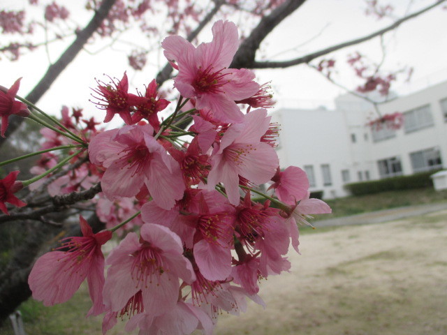 海桜