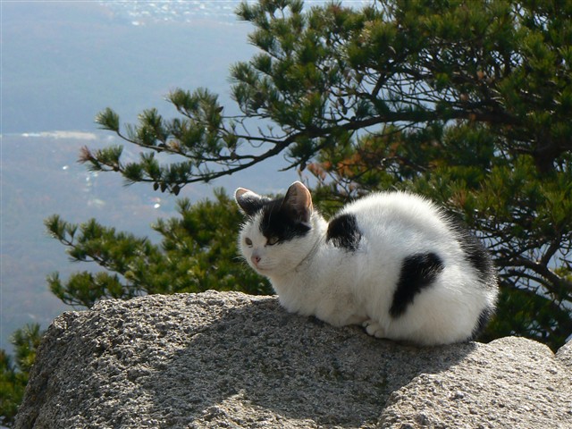 道峰山の猫