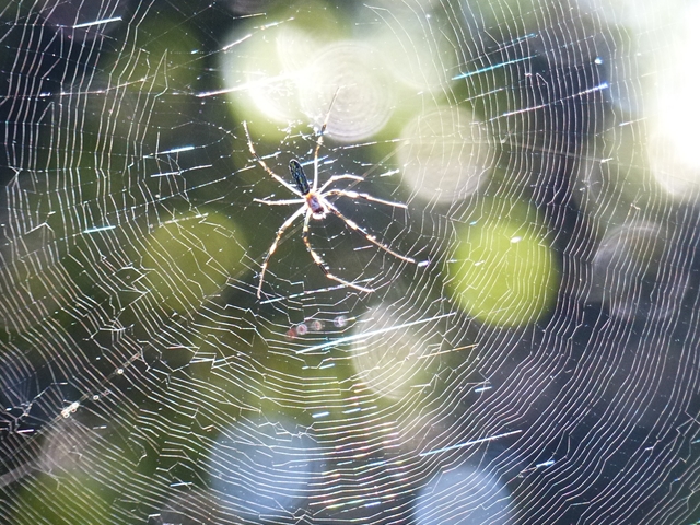 蜘蛛の網
