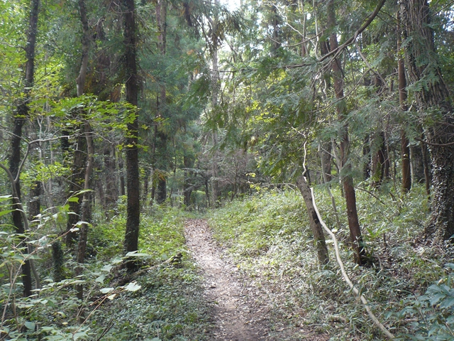 林の小径