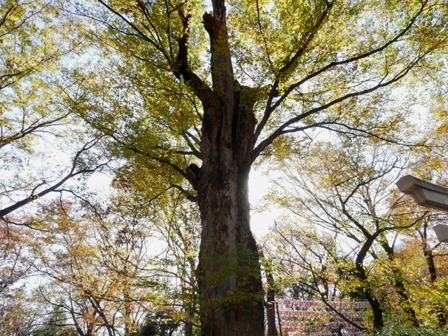 欅の大木