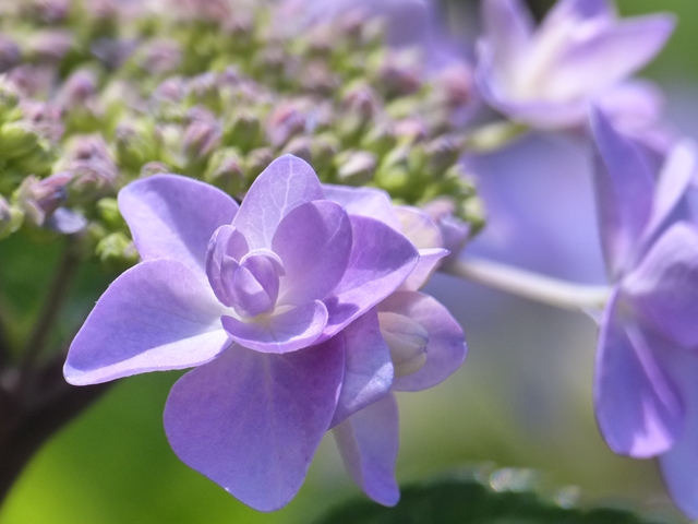 藤色の紫陽花