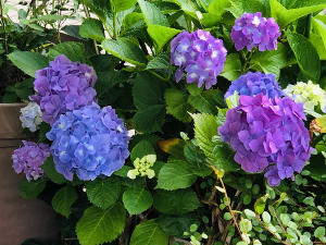 「おはようさん」ｂｙ紫陽花
