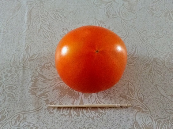20200903大玉トマト最後の収穫