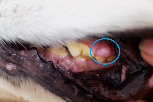 犬の歯茎の腫瘍　2020-8-1 009