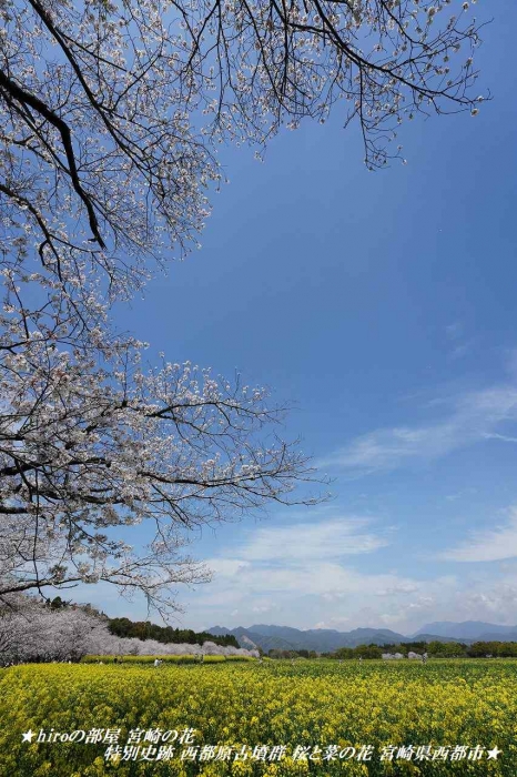 hiroの部屋 宮崎の花 特別史跡 西都原古墳群 桜と菜の花 宮崎県西都市
