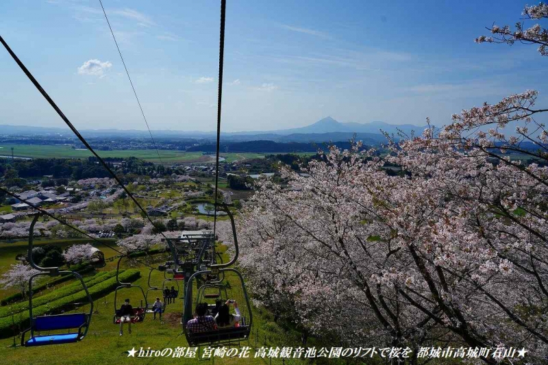 hiroの部屋 宮崎の花 高城観音池公園のリフトで桜を 都城市高城町石山