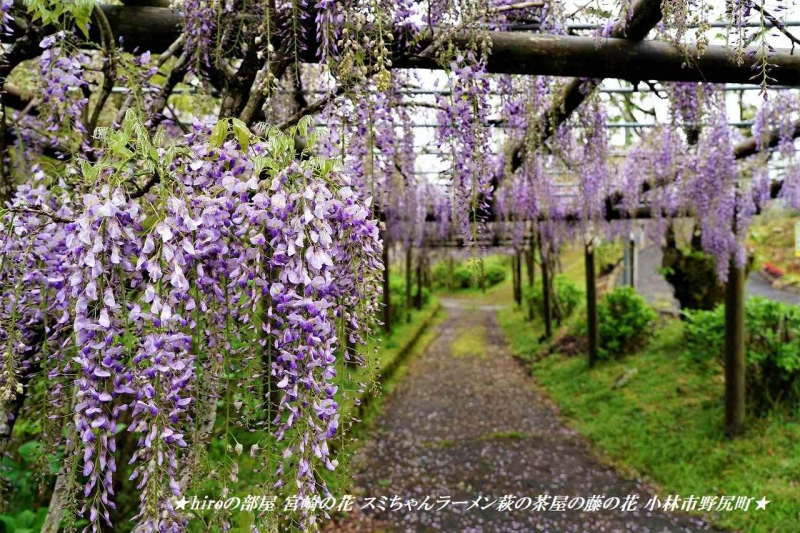 hiroの部屋 宮崎の花 スミちゃんラーメン萩の茶屋の藤の花 小林市野尻町