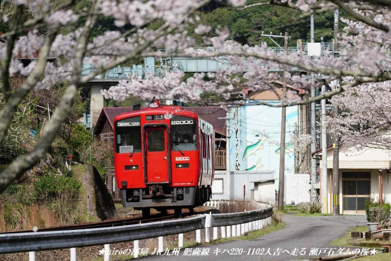 hiroの部屋 JR九州 肥薩線 キハ220-1102人吉へ走る 瀬戸石ダムの桜