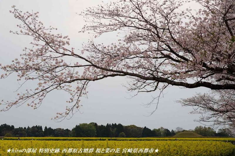 hiroの部屋 特別史跡 西都原古墳群 桜と菜の花 宮崎県西都市