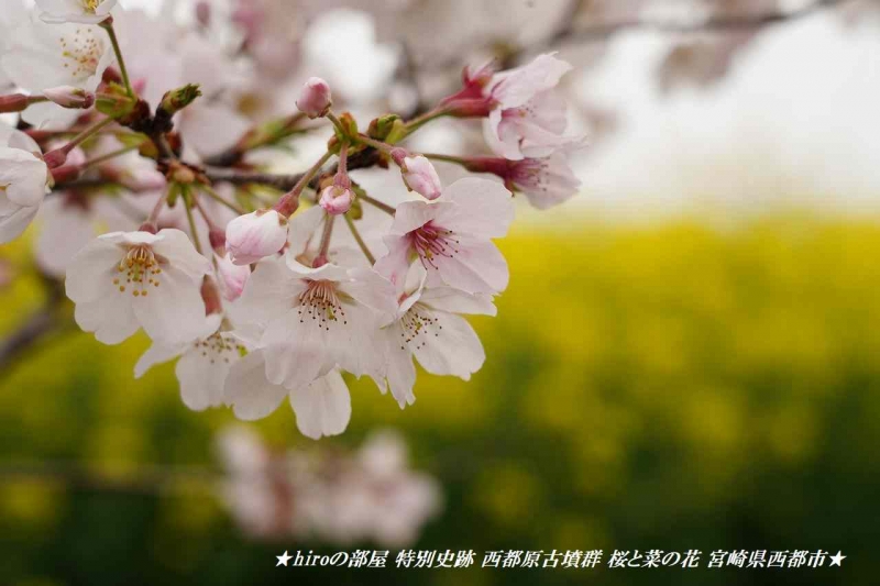 hiroの部屋 特別史跡 西都原古墳群 桜と菜の花 宮崎県西都市
