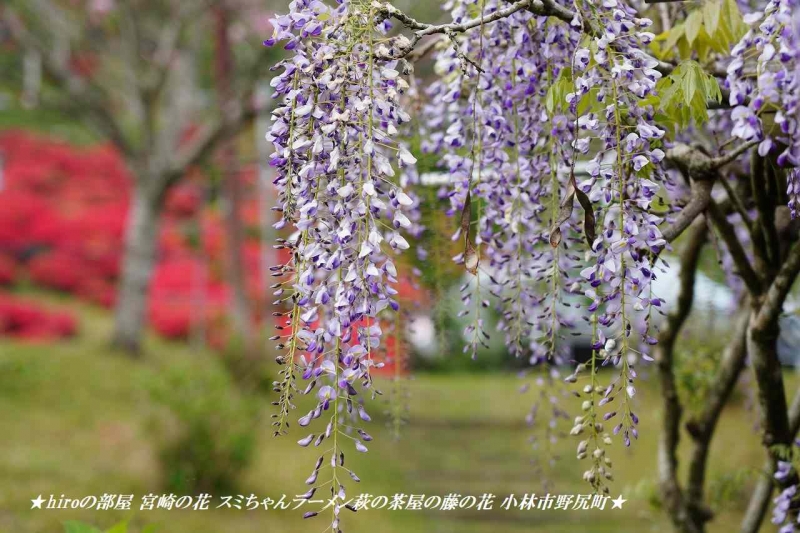 hiroの部屋 宮崎の花 スミちゃんラーメン萩の茶屋の藤の花 小林市野尻町