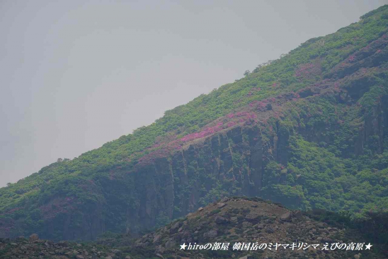 hiroの部屋 韓国岳のミヤマキリシマ えびの高原