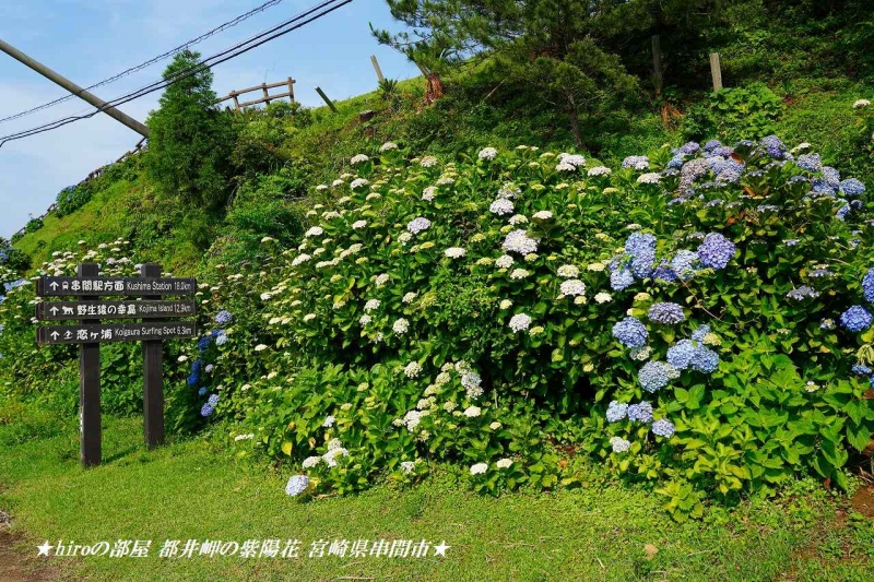 hiroの部屋 都井岬の紫陽花が見頃に 宮崎県串間市