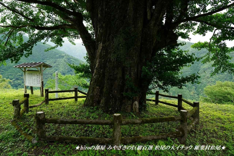 hiroの部屋 みやざきの巨樹百選 松尾の大イチョウ 椎葉村松尾
