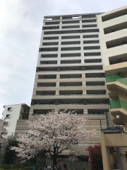 202/3/22桜　in 相模大野