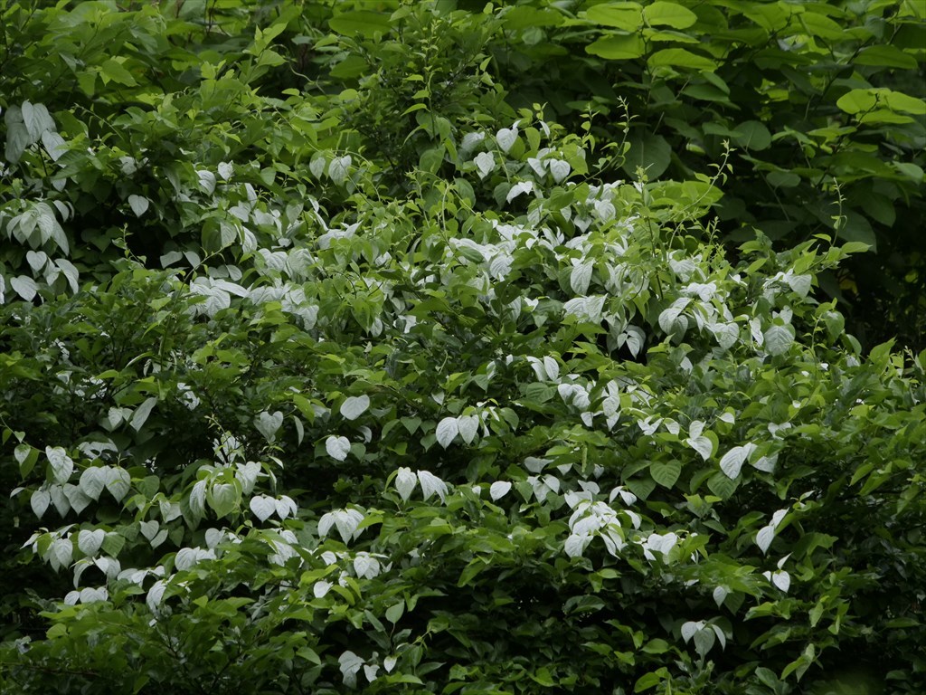 オジッタ 畑 稀にハート形の白い葉
