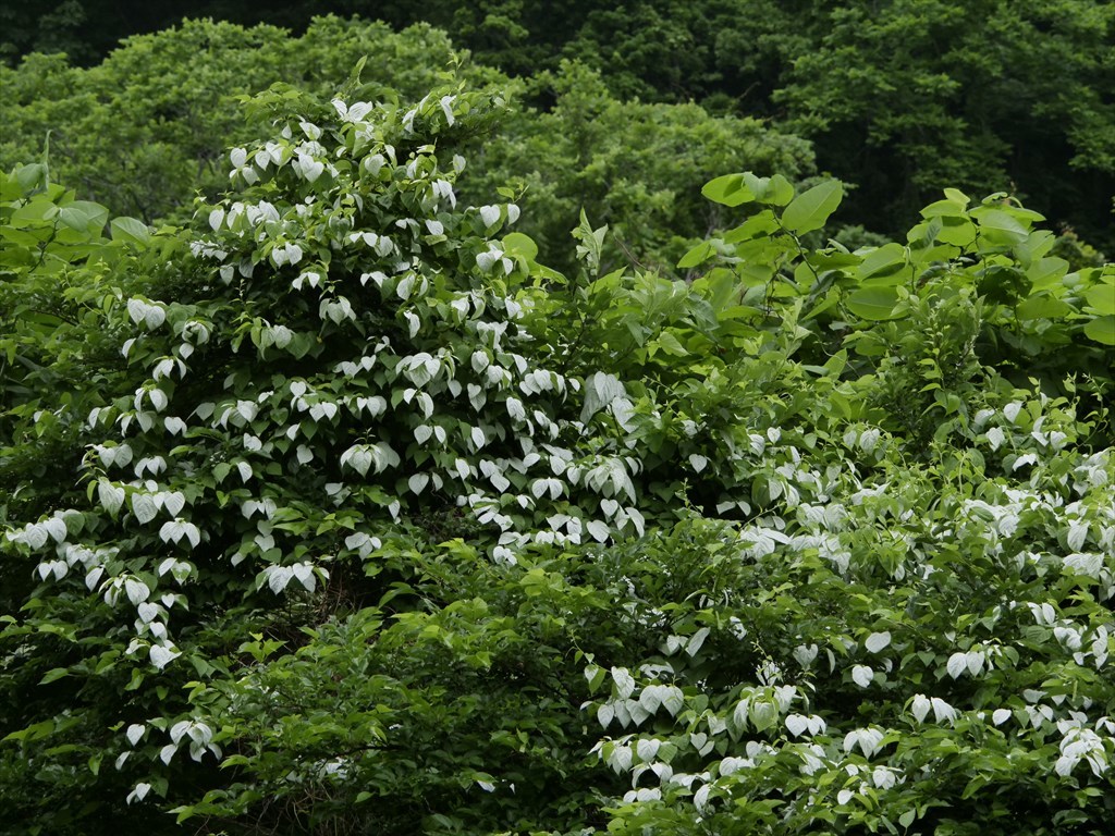 オジッタ 畑 稀にハート形の白い葉