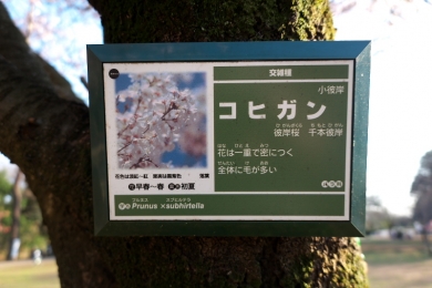 コヒガン桜