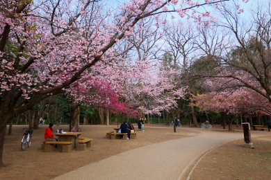 井の公西園ジブリ裏の桜