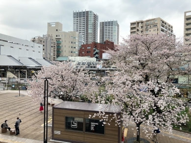 南口駅前の３本桜