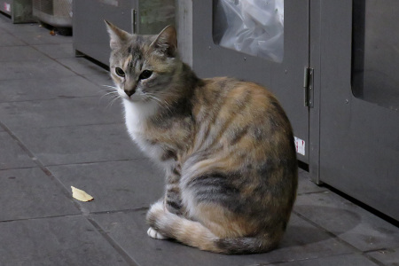 茨城県内で見た野良猫