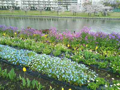 DSC_0245_0331川べりの花壇ネモフィラ他と桜_400