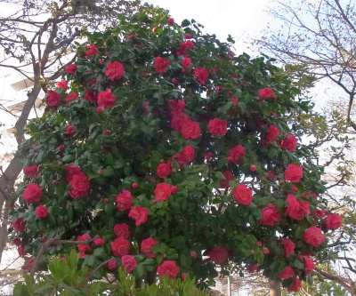 R0042291_20190324神社横の公園ツバキの花赤満開_400