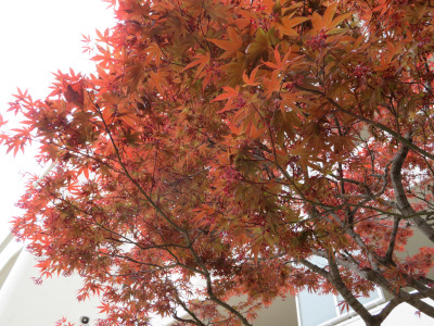 IMG_1158ノムラモミジの赤い葉と花_400