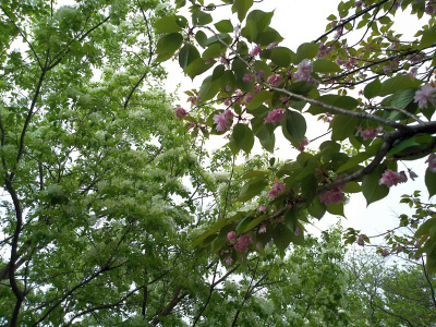 DSC_0341_0423_S公園北_ヒトツバタゴと八重桜の花_400