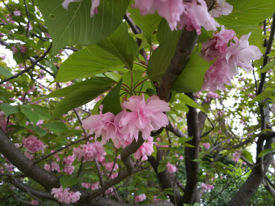 DSC_0342_0423_S公園北_八重桜の花_400