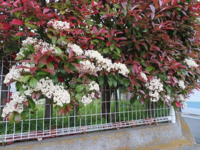 IMG_1375_0427ベニカナメモチの赤い葉と白い花_400