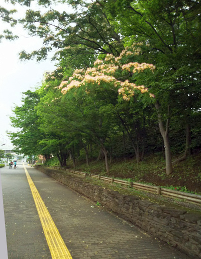 DSC_0570__0621バス通りのネムノキの花の風景_400