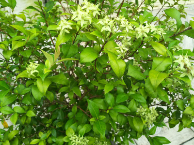 DSC_0688_0711ギンバイカの花が緑に変化_400