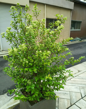 DSC_0684_0711ギンバイカの花が緑に変化_400