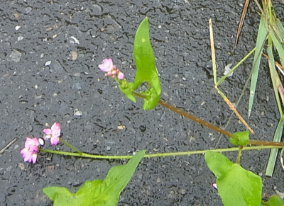 R0019272_0923ママコノシリヌグイの花と茎と葉_400