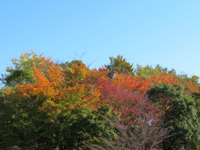 IMG_5554_1110紅葉の樹々の風景_400