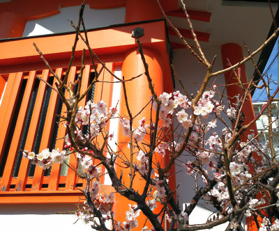 DSC_1338_0225神社の梅の風景_400